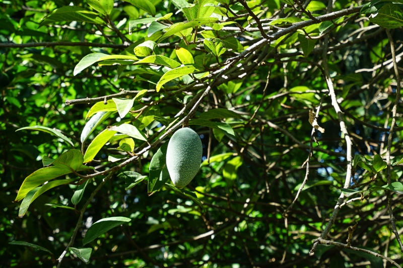 [ 花蓮免費景點]台灣最大蝴蝶生態館-亞泥生態園區   三大園區二個主題館 預約專人導覽 親子旅遊可安排在太魯閣一日遊 花蓮旅遊景點推薦