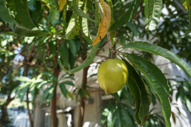 [ 花蓮免費景點]台灣最大蝴蝶生態館-亞泥生態園區   三大園區二個主題館 預約專人導覽 親子旅遊可安排在太魯閣一日遊 花蓮旅遊景點推薦