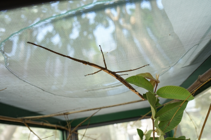 [ 花蓮免費景點]台灣最大蝴蝶生態館-亞泥生態園區   三大園區二個主題館 預約專人導覽 親子旅遊可安排在太魯閣一日遊 花蓮旅遊景點推薦