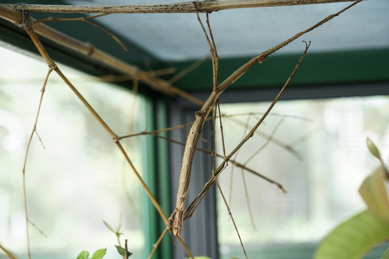 [ 花蓮免費景點]台灣最大蝴蝶生態館-亞泥生態園區   三大園區二個主題館 預約專人導覽 親子旅遊可安排在太魯閣一日遊 花蓮旅遊景點推薦