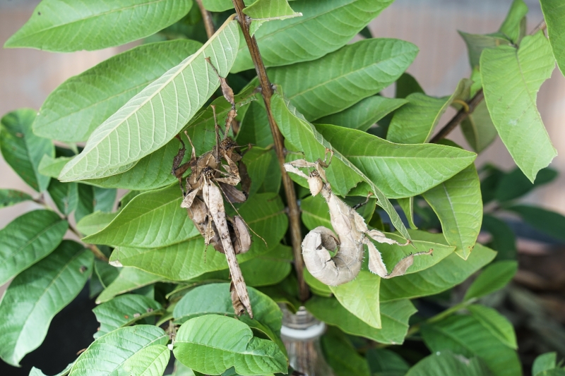 [ 花蓮免費景點]台灣最大蝴蝶生態館-亞泥生態園區   三大園區二個主題館 預約專人導覽 親子旅遊可安排在太魯閣一日遊 花蓮旅遊景點推薦