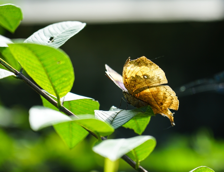 [ 花蓮免費景點]台灣最大蝴蝶生態館-亞泥生態園區   三大園區二個主題館 預約專人導覽 親子旅遊可安排在太魯閣一日遊 花蓮旅遊景點推薦