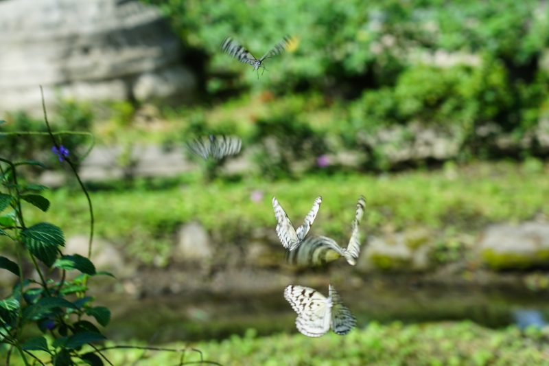 [ 花蓮免費景點]台灣最大蝴蝶生態館-亞泥生態園區   三大園區二個主題館 預約專人導覽 親子旅遊可安排在太魯閣一日遊 花蓮旅遊景點推薦