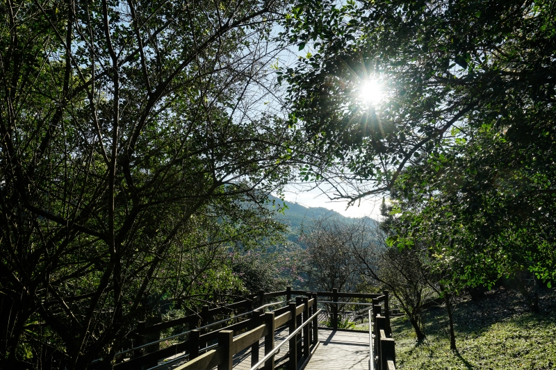 [花蓮旅遊景點推薦]充滿芬多精的森林步道小火車 親子出遊好去處  花蓮壽豐景點推薦-池南國家森林遊樂區