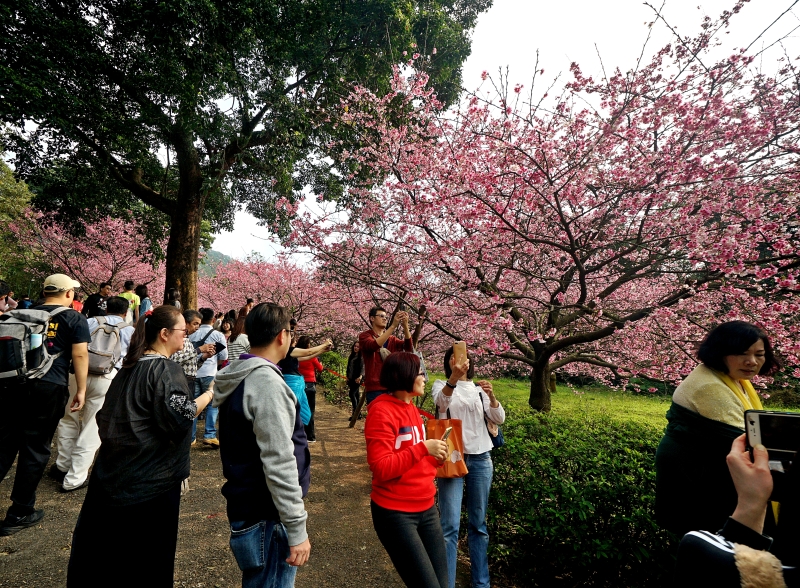 [台北淡水旅遊景點]淡水天元宮後山三色櫻花盛開(20190203) 台北賞櫻看花景點推薦