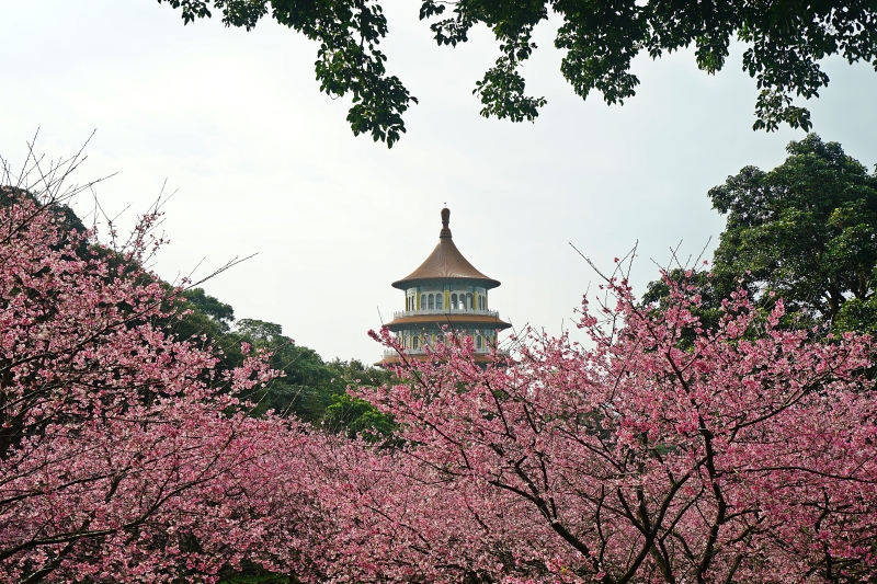 [台北淡水旅遊景點]淡水天元宮後山三色櫻花盛開(20190203) 台北賞櫻看花景點推薦