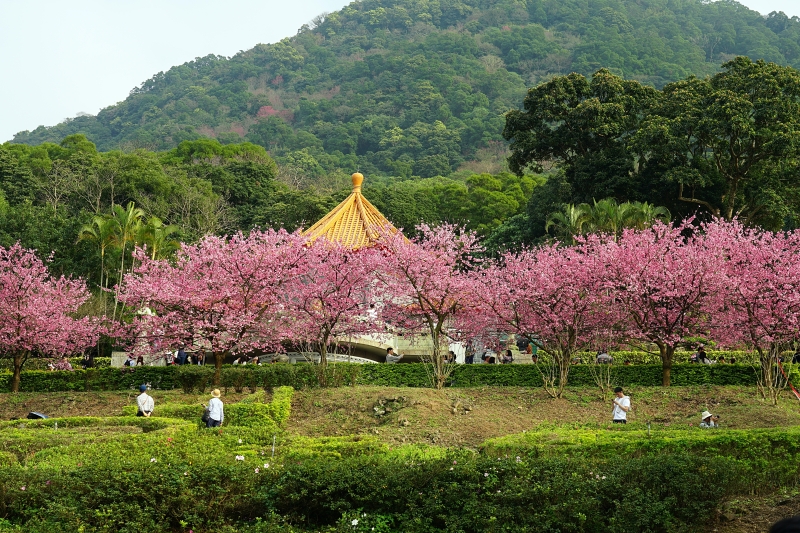 [台北淡水旅遊景點]淡水天元宮後山三色櫻花盛開(20190203) 台北賞櫻看花景點推薦