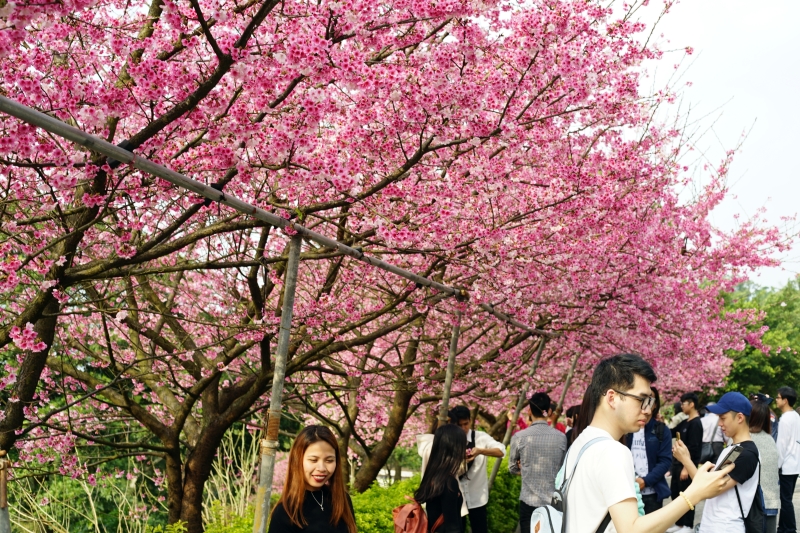 [台北淡水旅遊景點]淡水天元宮後山三色櫻花盛開(20190203) 台北賞櫻看花景點推薦