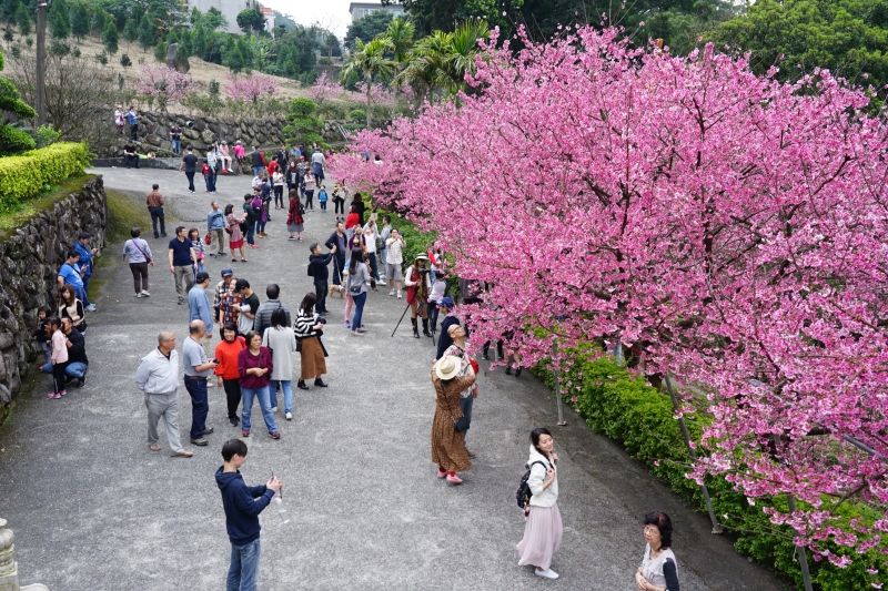 [台北淡水旅遊景點]淡水天元宮後山三色櫻花盛開(20190203) 台北賞櫻看花景點推薦