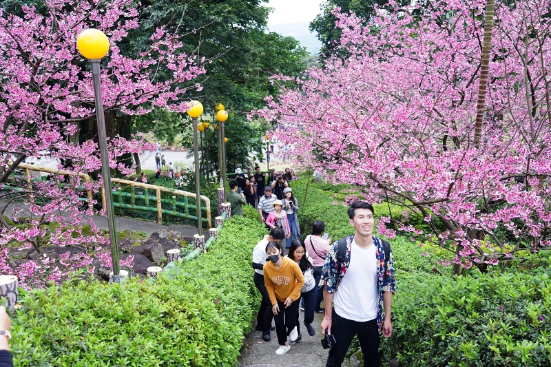 [台北淡水旅遊景點]淡水天元宮後山三色櫻花盛開(20190203) 台北賞櫻看花景點推薦