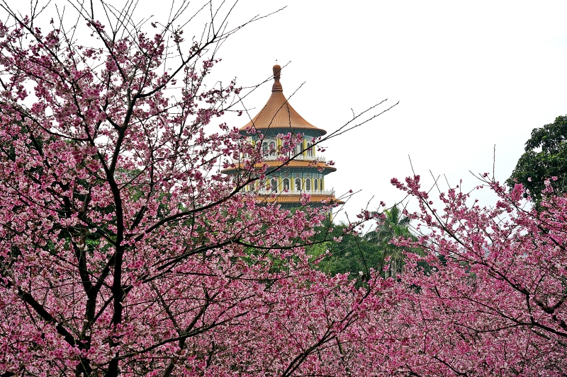 [台北淡水旅遊景點]淡水天元宮後山三色櫻花盛開(20190203) 台北賞櫻看花景點推薦