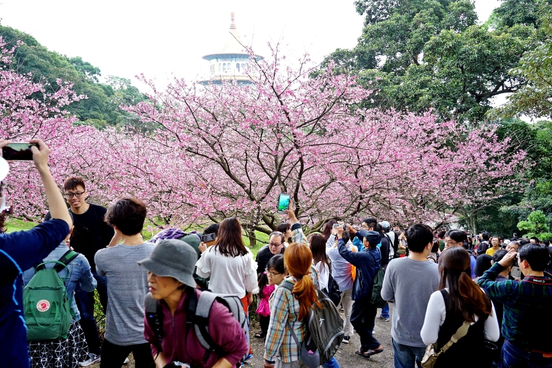 [台北淡水旅遊景點]淡水天元宮後山三色櫻花盛開(20190203) 台北賞櫻看花景點推薦