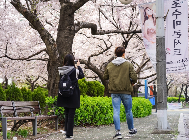 [韓國釜山賞櫻景點]南川洞櫻花路大道 櫻花滿開美到炸 讓我看得大呼過癮 鄰近廣安里海水浴場 金蓮山地鐵站