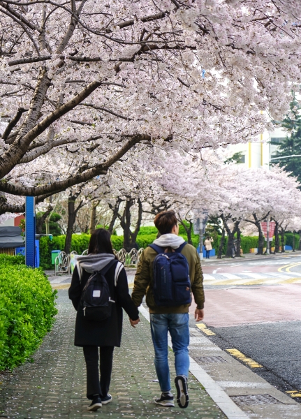 [韓國釜山賞櫻景點]南川洞櫻花路大道 櫻花滿開美到炸 讓我看得大呼過癮 鄰近廣安里海水浴場 金蓮山地鐵站