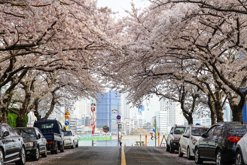 [韓國釜山賞櫻景點]南川洞櫻花路大道 櫻花滿開美到炸 讓我看得大呼過癮 鄰近廣安里海水浴場 金蓮山地鐵站