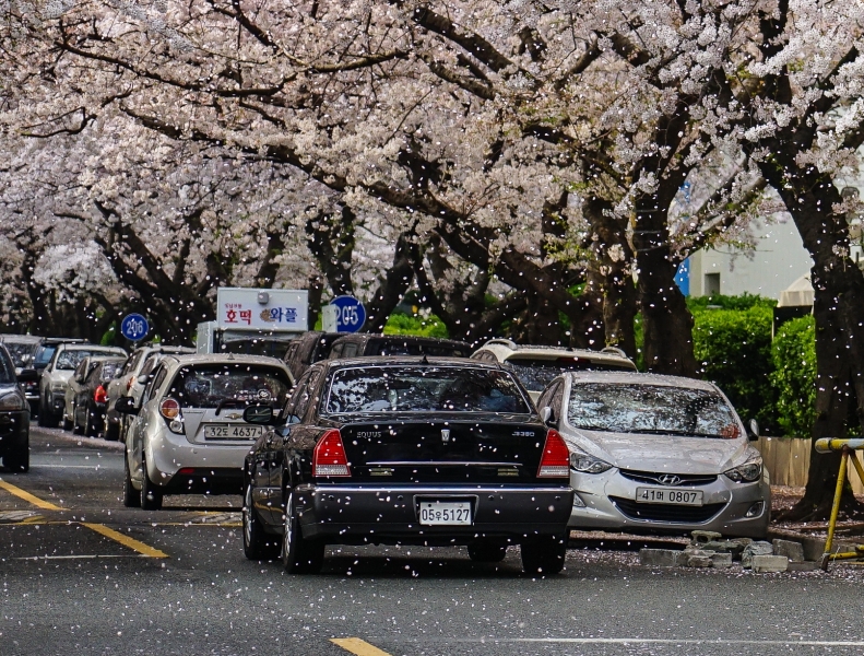 [韓國釜山賞櫻景點]南川洞櫻花路大道 櫻花滿開美到炸 讓我看得大呼過癮 鄰近廣安里海水浴場 金蓮山地鐵站