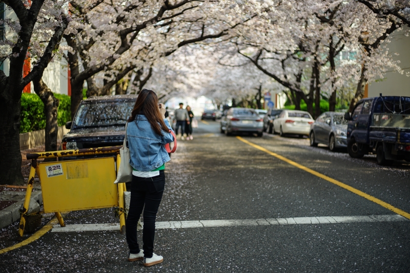 [韓國釜山賞櫻景點]南川洞櫻花路大道 櫻花滿開美到炸 讓我看得大呼過癮 鄰近廣安里海水浴場 金蓮山地鐵站