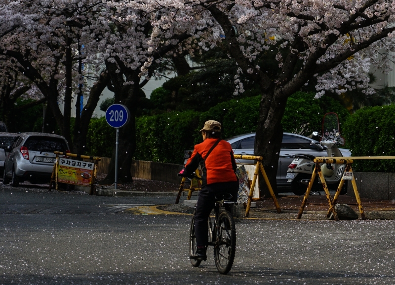 [韓國釜山賞櫻景點]南川洞櫻花路大道 櫻花滿開美到炸 讓我看得大呼過癮 鄰近廣安里海水浴場 金蓮山地鐵站