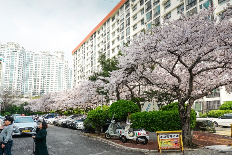 [韓國釜山賞櫻景點]南川洞櫻花路大道 櫻花滿開美到炸 讓我看得大呼過癮 鄰近廣安里海水浴場 金蓮山地鐵站