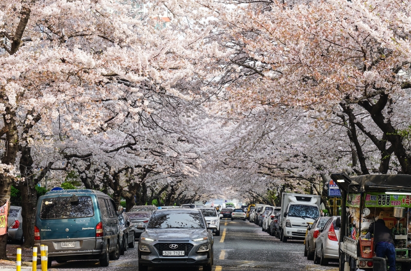 [韓國釜山賞櫻景點]南川洞櫻花路大道 櫻花滿開美到炸 讓我看得大呼過癮 鄰近廣安里海水浴場 金蓮山地鐵站