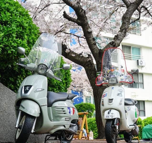 [韓國釜山賞櫻景點]南川洞櫻花路大道 櫻花滿開美到炸 讓我看得大呼過癮 鄰近廣安里海水浴場 金蓮山地鐵站