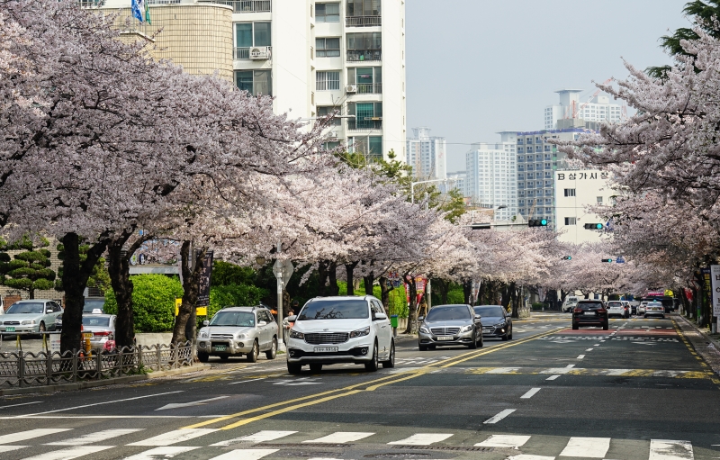 [韓國釜山賞櫻景點]南川洞櫻花路大道 櫻花滿開美到炸 讓我看得大呼過癮 鄰近廣安里海水浴場 金蓮山地鐵站