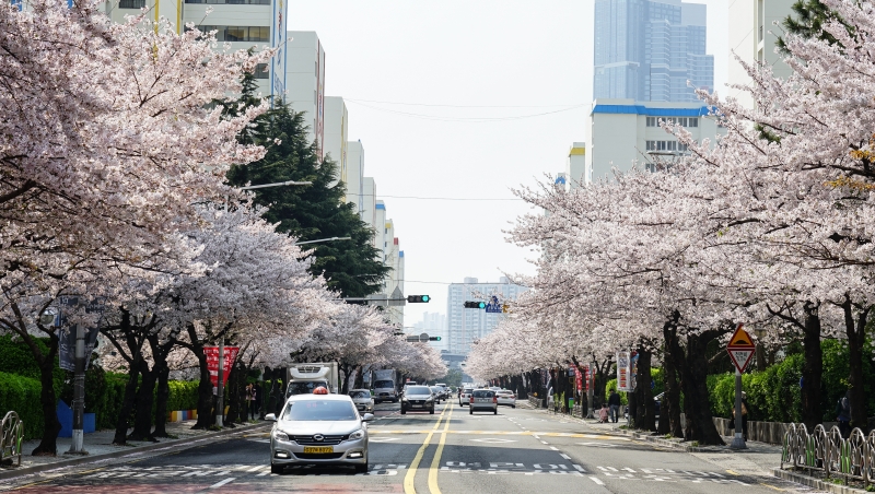 [韓國釜山賞櫻景點]南川洞櫻花路大道 櫻花滿開美到炸 讓我看得大呼過癮 鄰近廣安里海水浴場 金蓮山地鐵站