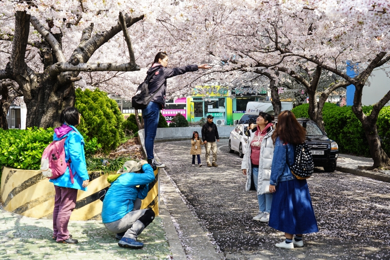 [韓國釜山賞櫻景點]南川洞櫻花路大道 櫻花滿開美到炸 讓我看得大呼過癮 鄰近廣安里海水浴場 金蓮山地鐵站