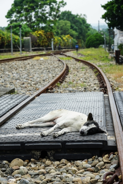 [南投一日遊]原來集集這麼好玩 彩繪車廂 漫遊綠色隧道 添興窯陶藝DIY 復仇者聯盟英雄摺紙也太厲害了吧! 集集一日遊行程