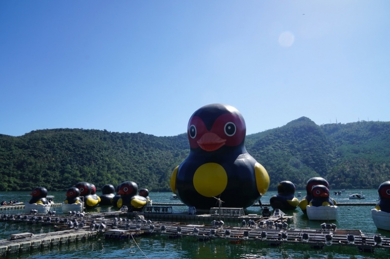 [花蓮縱谷國家風景區] 鯉魚潭-2016太平洋燈會 紅面番鴨登場 可愛小鴨 湖光山色美景 @跳躍的宅男