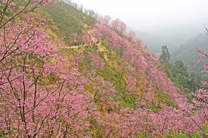 [新北市景點]三峽大熊櫻花林 (熊空櫻花林)萬株櫻花齊放 三峽景點 台北賞櫻秘境 @跳躍的宅男