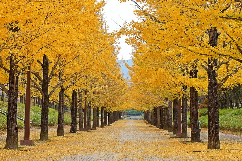 【日本福島景點】徜徉在金黃色銀杏大道浪漫美景  あづま総合運動公園のイチョウ並木  2020東京奧運棒球在此開打! @跳躍的宅男