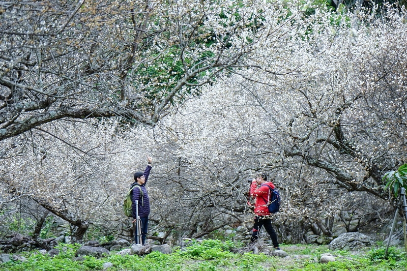 [台東景點][南橫公路]現在正是梅花最美時  賞花就是趁現在 又與池上相鄰近 新武部落看花去 @跳躍的宅男