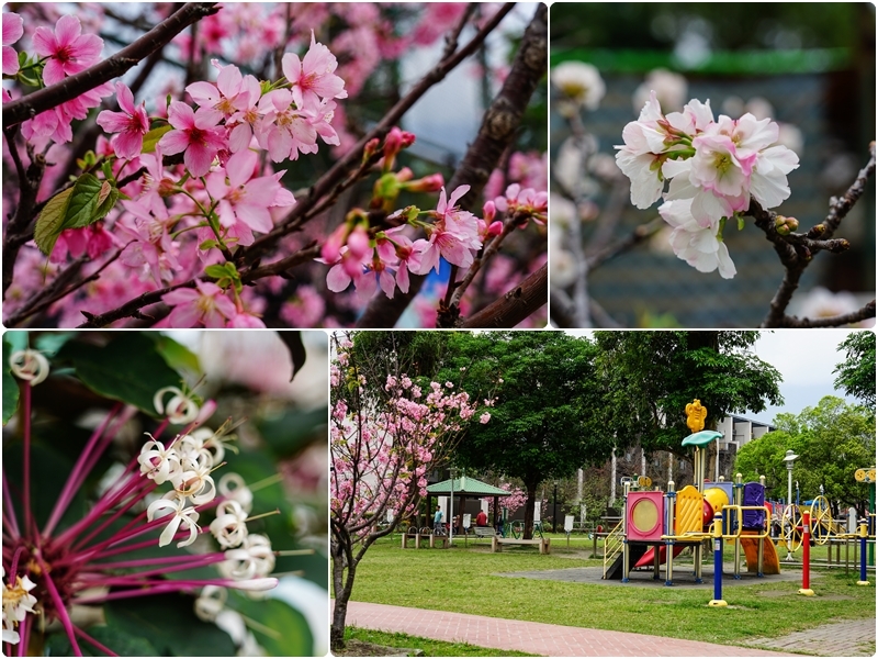 [花蓮吉安賞花景點]櫻花盛開非常美，就在市區不用跑-勝安運動公園 @跳躍的宅男