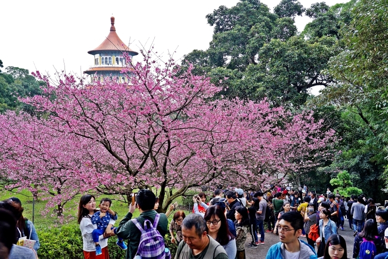 [台北淡水旅遊景點]淡水天元宮後山三色櫻花盛開(20190203) 台北賞櫻看花景點推薦 @跳躍的宅男